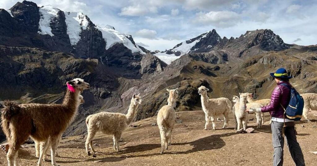 Stado alpak na jednodniowej trasie trekkingowej w okolicach tęczowych gó Palcoyo w Peru.
