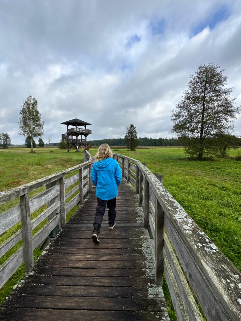 Puszcza Białowieska w rytmie slow odkrywana przez turystkę, która wędruje w okolicach ścieżki Żebra Żubra