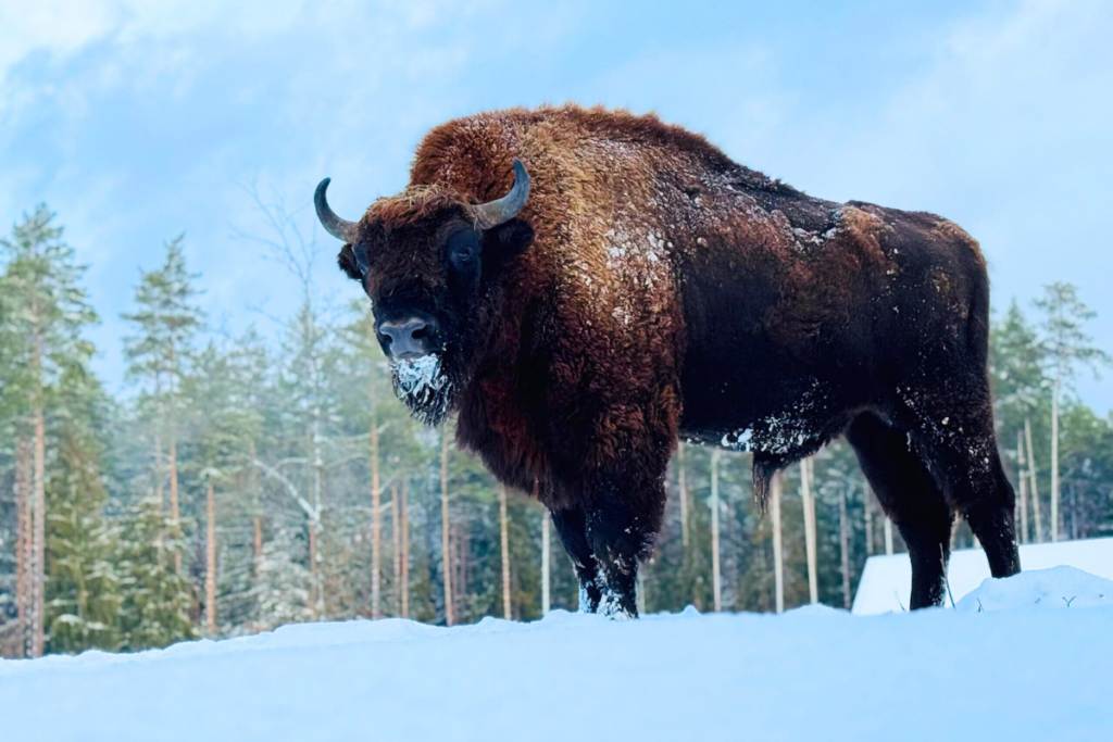 Na zdjęciu okazały żubr w Puszczy Knyszyńskiej, którego podziwiają turyści podczas wycieczki Podlaski Reset w Zagrodzie Pokazowej ŻUBRÓ W KOPNEJ GÓRZE.