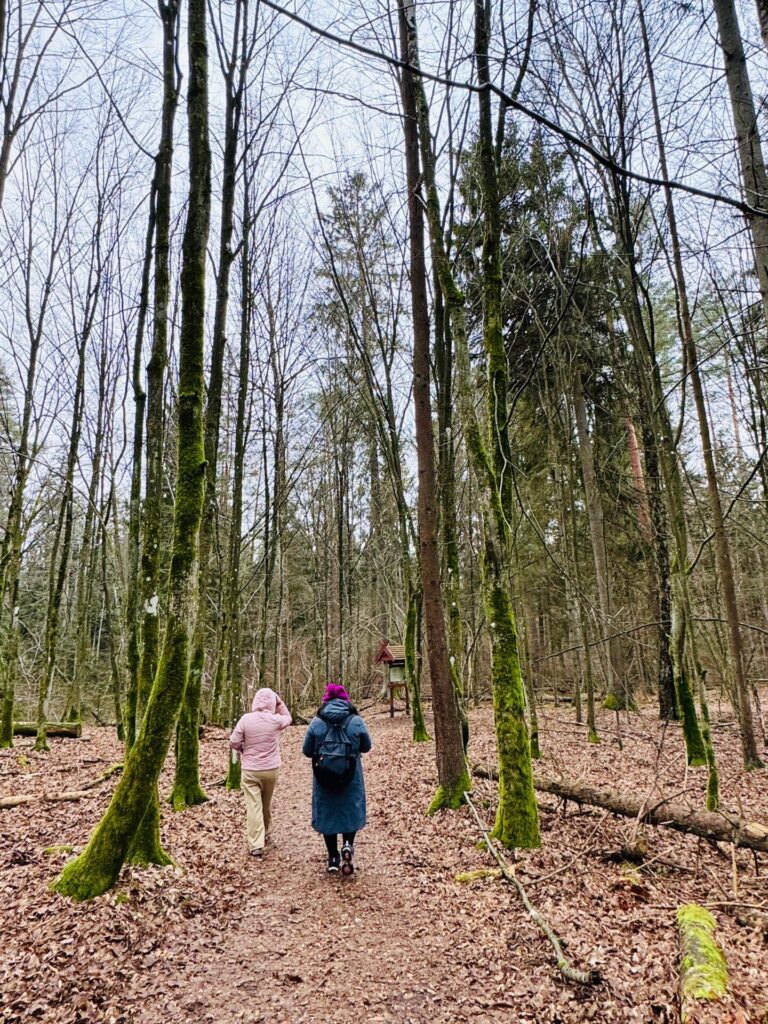 Dwie turstyki w rytmie slow spacerują ścieżką edukacyjną po Rezerwacie Krzemianka w Puszczy Knyszyńskiej