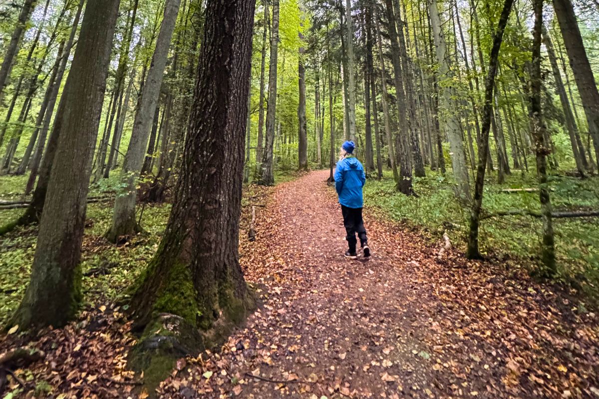 Spacer ścieżką Żebra Żubra w Puszczy Białowieskiej – aktywny Podlaski Reset.