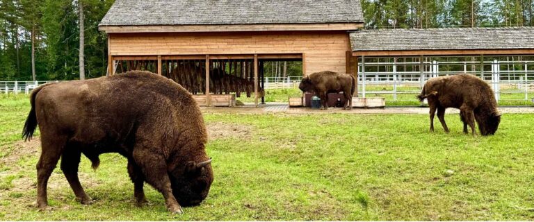 Spokojna obserwacja żubrów w Zagrodzie Pokazowej w Kopnej Górzej i naturalny kontakt z dziką naturą Puszcza Knyszyńska