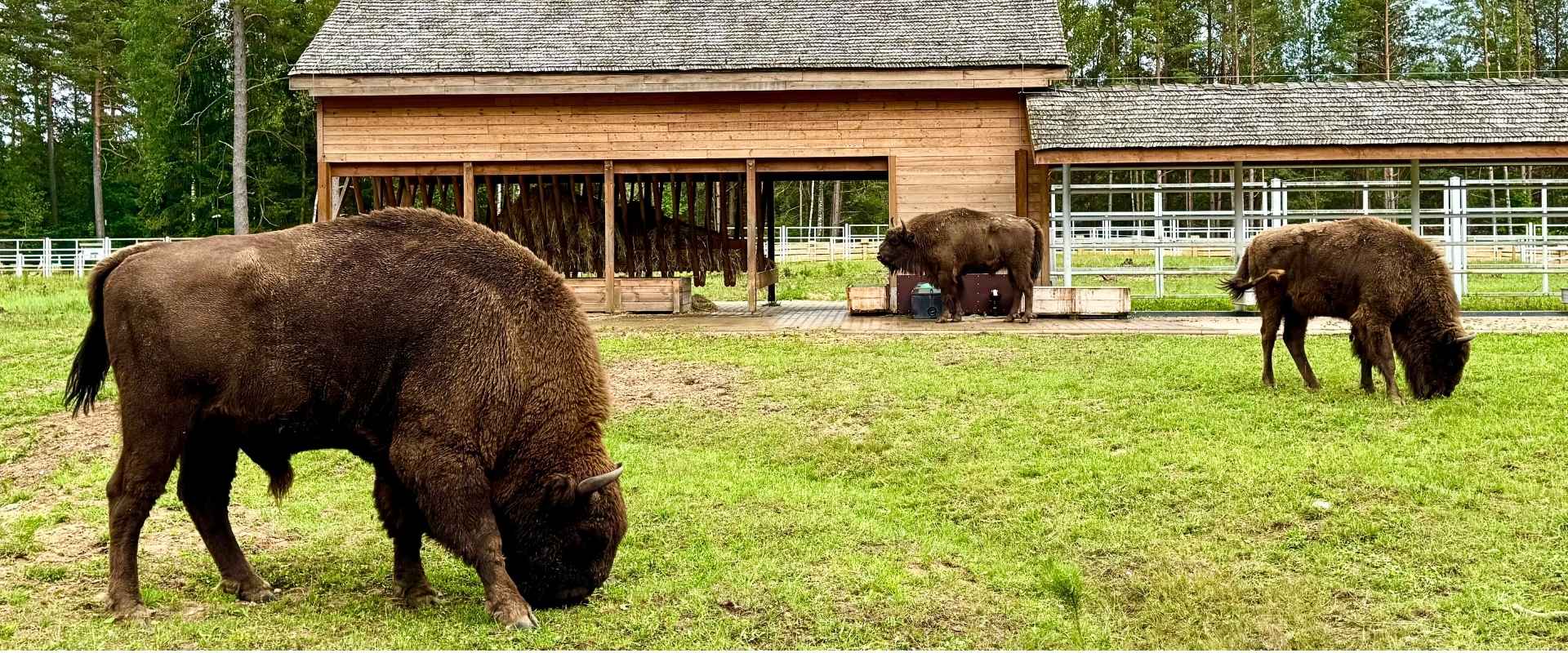 Spokojna obserwacja żubrów w Zagrodzie Pokazowej w Kopnej Górzej i naturalny kontakt z dziką naturą Puszcza Knyszyńska